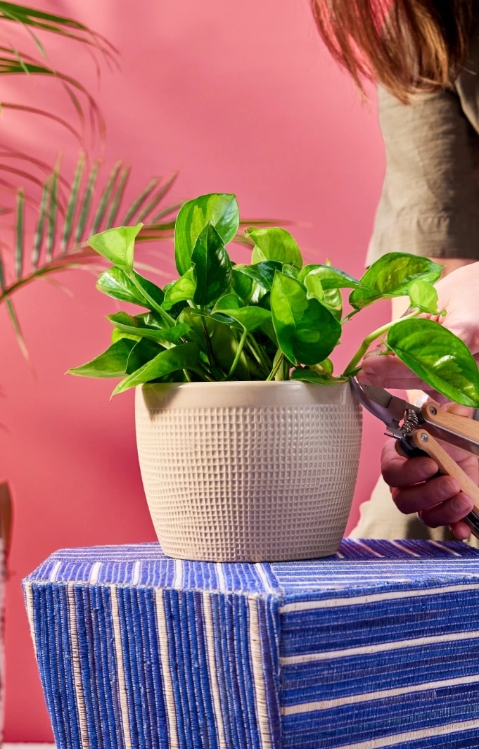 Costa Farms indoor houseplant in a textured ceramic planter against a pink backdrop, styled for modern home decor