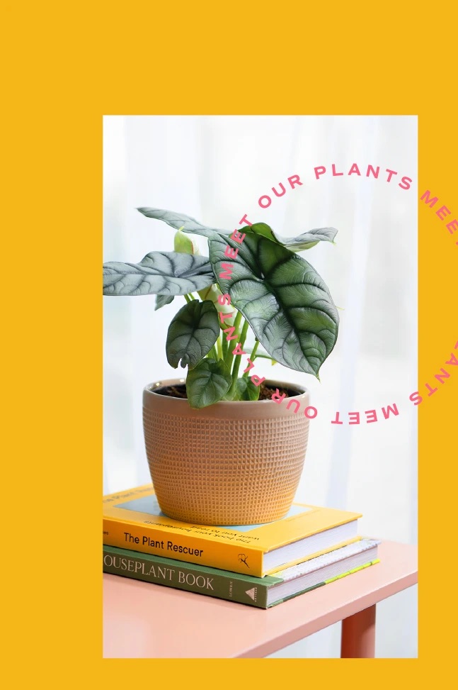 indoor houseplant styled on books in a modern planter, highlighting plants as elevated home décor