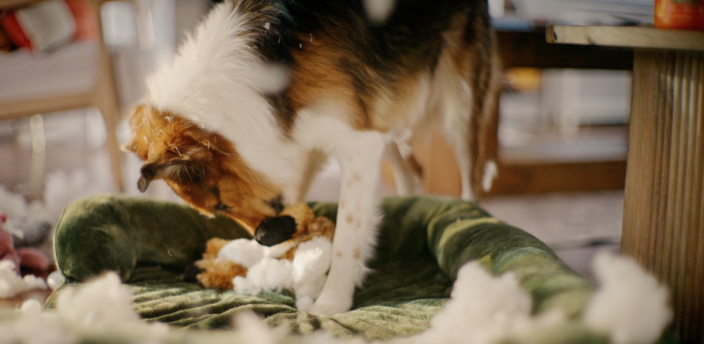 Dog playfully tearing apart a toy on a pet bed, reflecting Zesty Paws’ emotionally driven pet lifestyle branding by Agency Squid