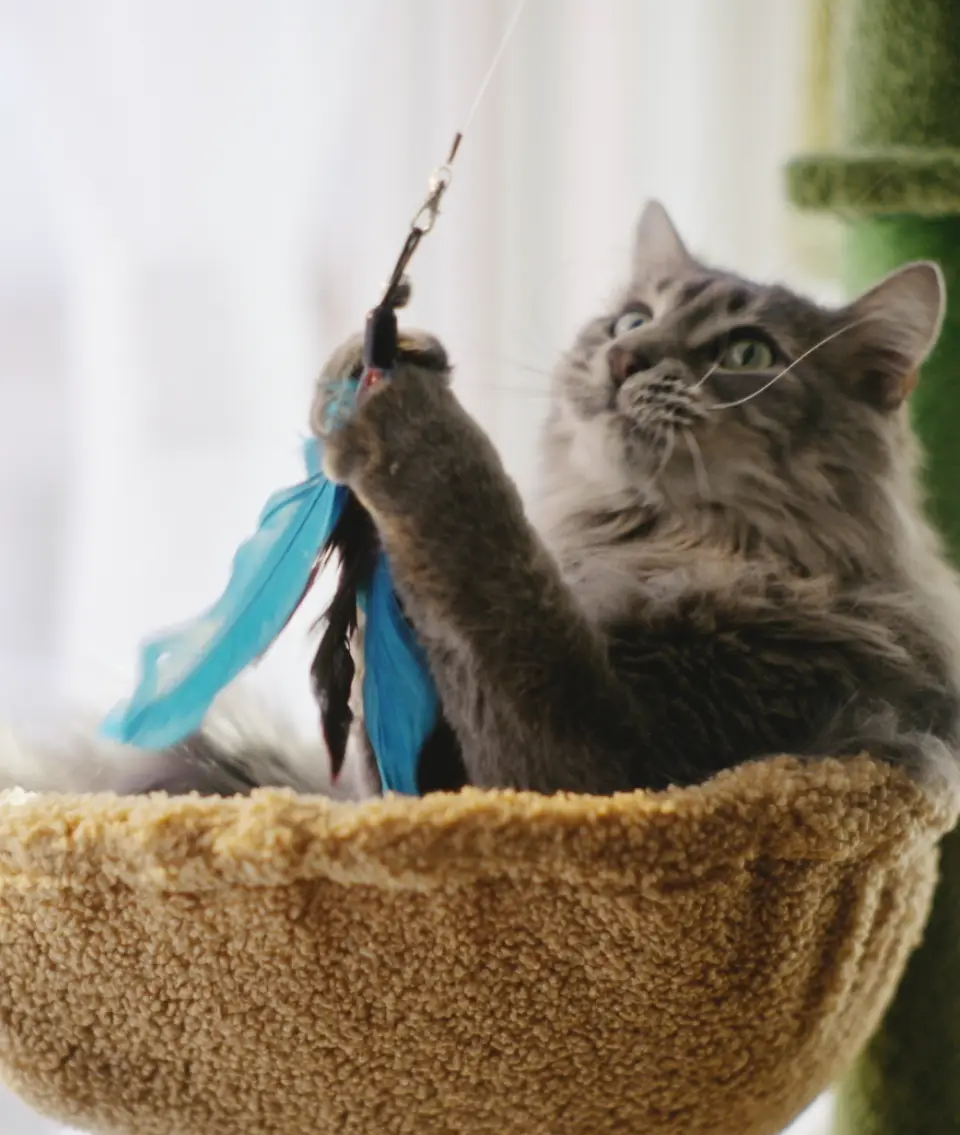 Cat playfully batting at a feather toy indoors, reflecting enrichment-focused lifestyle storytelling for Zesty Paws
