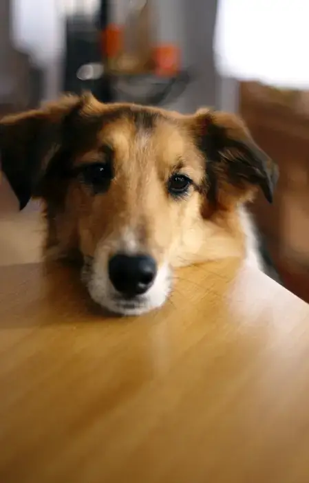 Close-up portrait of a relaxed dog resting on the floor, reflecting calm, trust, and everyday life in Zesty Paws branding