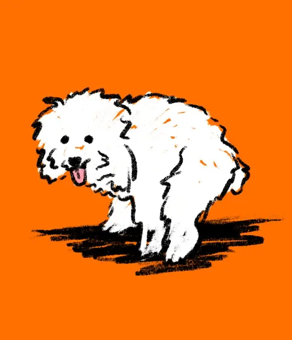 Hand-drawn dog illustration on orange background, part of Zesty Paws’ playful, illustration-led brand system by Agency Squid