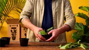 Marketing Indoor House Plants -Performance and Creativity