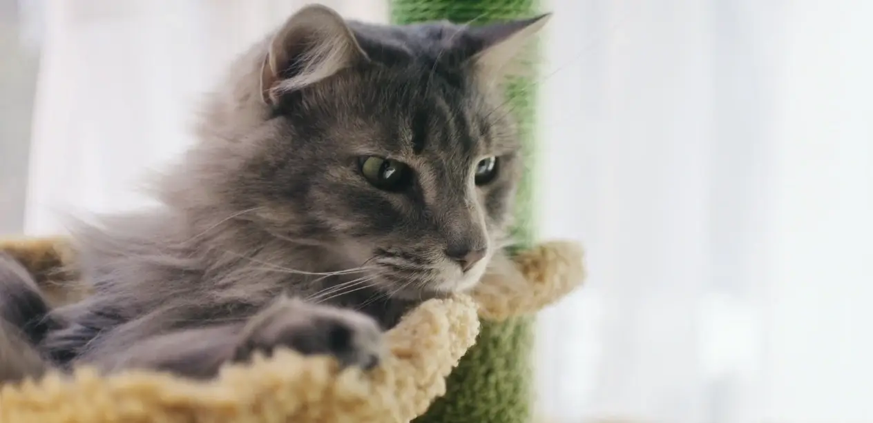 Relaxed gray cat resting on a cat perch by a window, reflecting Zesty Paws’ calm, wellness-led pet lifestyle branding